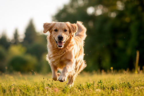 FIDELIS Hundefutter